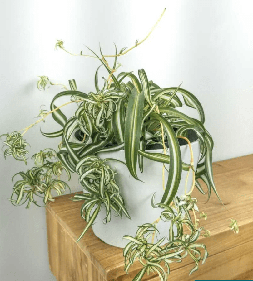 curly spider plant on a wooden table